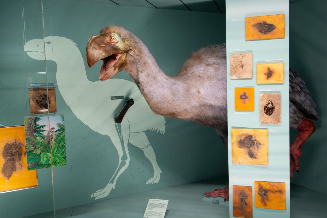 Bild vergrössern: Ausgestopfter Ur-Vogel in Vitrine mit kleinen Fossilienfunden