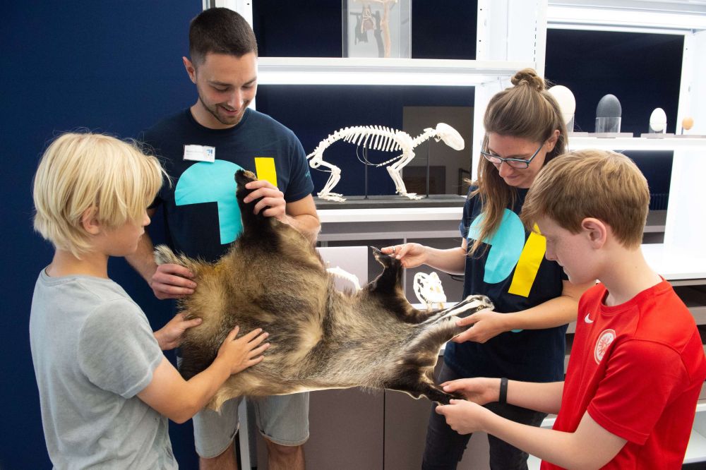 Bild vergrössern: Zwei Erwachsene und zwei Kinder haben das Fell eines Dachses in der Hand und streicheln darüber, im Hintergrund das Skelett eines Tieres in einer Vitrine