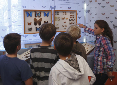 Kinder schauen sich Schmetterlinge in Vitrinen im Historischen Museum Frankfurt an