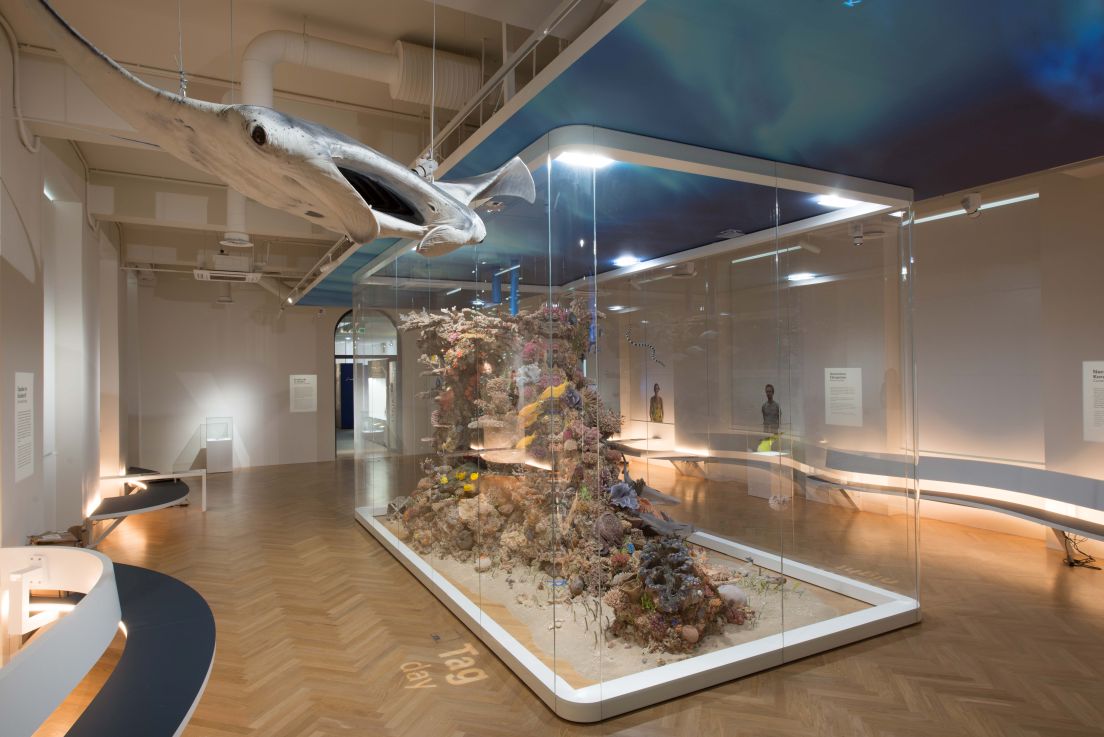 Bild vergrössern: Ausstellungsvitrine mit einem von der Decke h&auml;ngenden Rochen