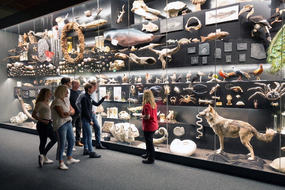 Bild vergrössern: Besucher*innen und Führerin vor einer großen Vitrine mit vielen Ausstellungsstücken im Senckenberg Naturmuseum