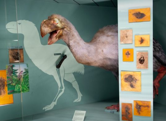 Ausgestopfter Ur-Vogel in Vitrine mit kleinen Fossilienfunden