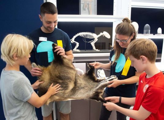 Zwei Erwachsene und zwei Kinder haben das Fell eines Dachses in der Hand und streicheln darüber, im Hintergrund das Skelett eines Tieres in einer Vitrine