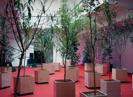 Junge Bäume in quadratischen Kübeln in einem Raum mit rotem Boden