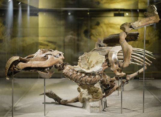 Dinosaurierskelett in einer Vitrine