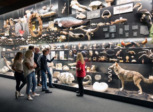 Besucher*innen und Führerin vor einer großen Vitrine mit vielen Ausstellungsstücken im Senckenberg Naturmuseum