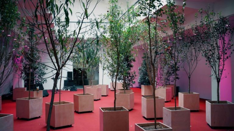 Junge B&auml;ume in quadratischen K&uuml;beln in einem Raum mit rotem Boden